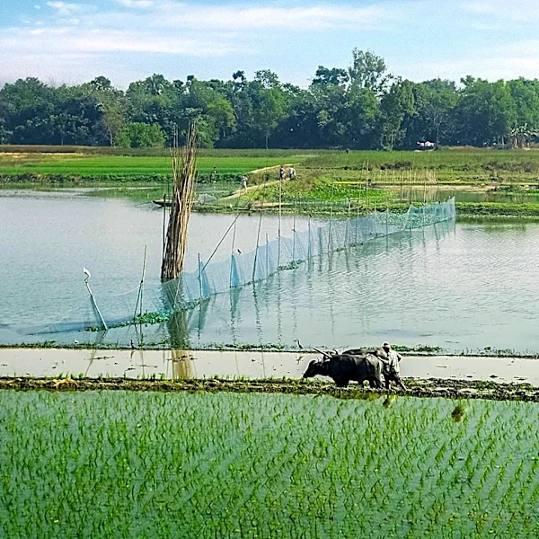 Bangladesh Develops Agricultural Carbon Credit Framework to Reduce Emissions