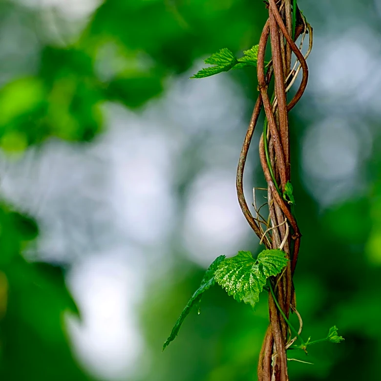 Invasive Multiflora Roses Threaten Nova Scotia Ecosystems