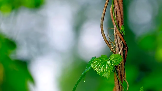 Invasive Multiflora Roses Threaten Nova Scotia Ecosystems