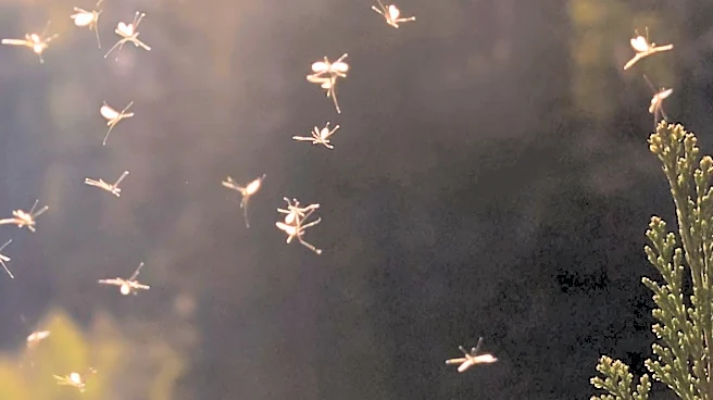 West Nile Virus Detected in 89 NYC ZIP Codes Amid Mosquito Season