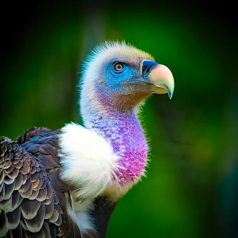 Conservation Efforts in Nigeria Aim to Protect Vulture Populations