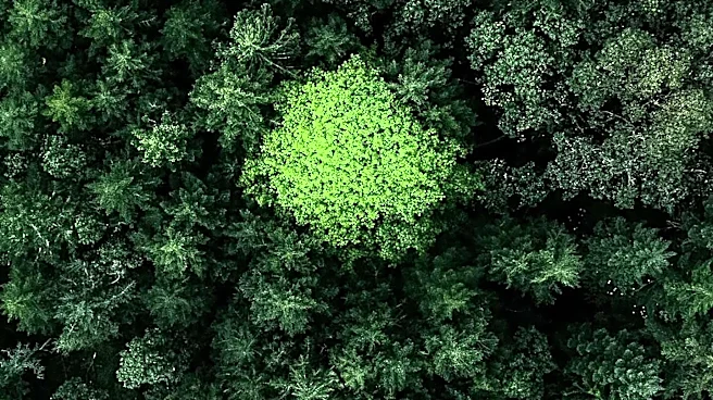 CAG Reports 98% Shortfall in Green India Mission's Forest Cover Targets