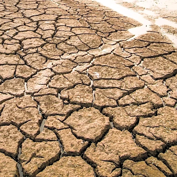 Severe Drought in Central Tigray Threatens Livelihoods and Agriculture
