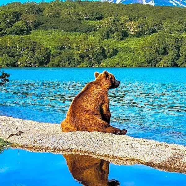 Study Challenges Effectiveness of Dogs as Bear Deterrents in Bear Country