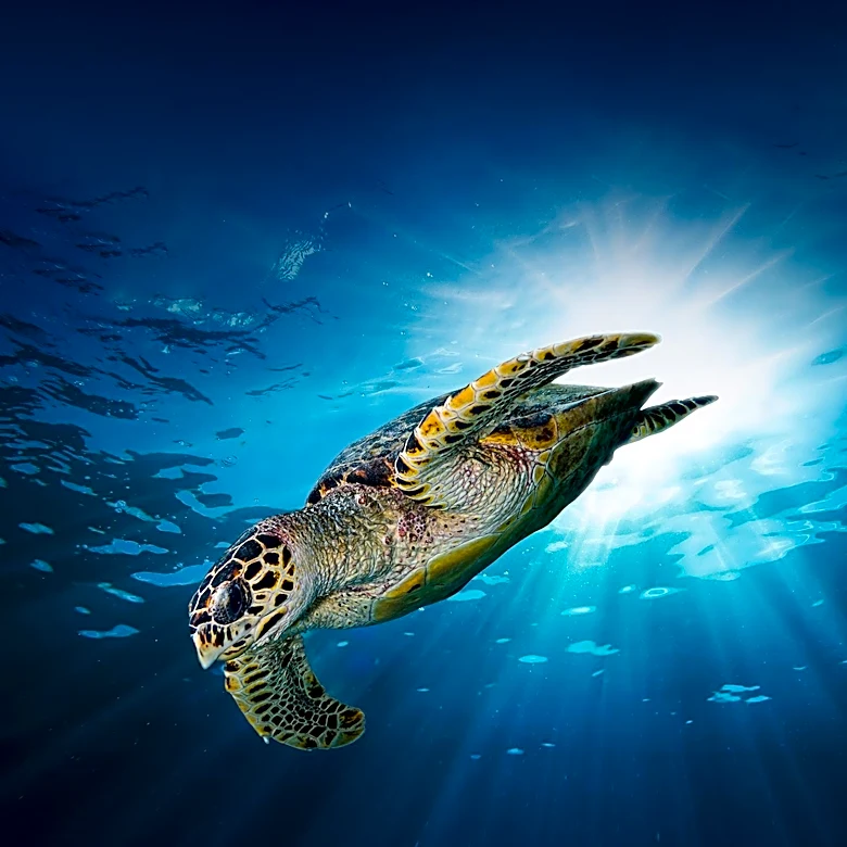 Iowa Man Charged in Alabama for Illegal Capture of Protected Turtles