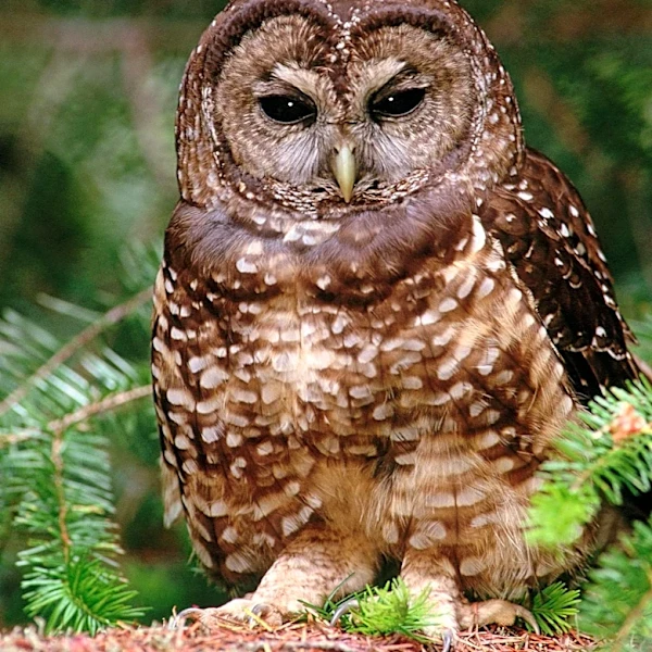Study Shows Barred Owls Threaten California's Spotted Owls