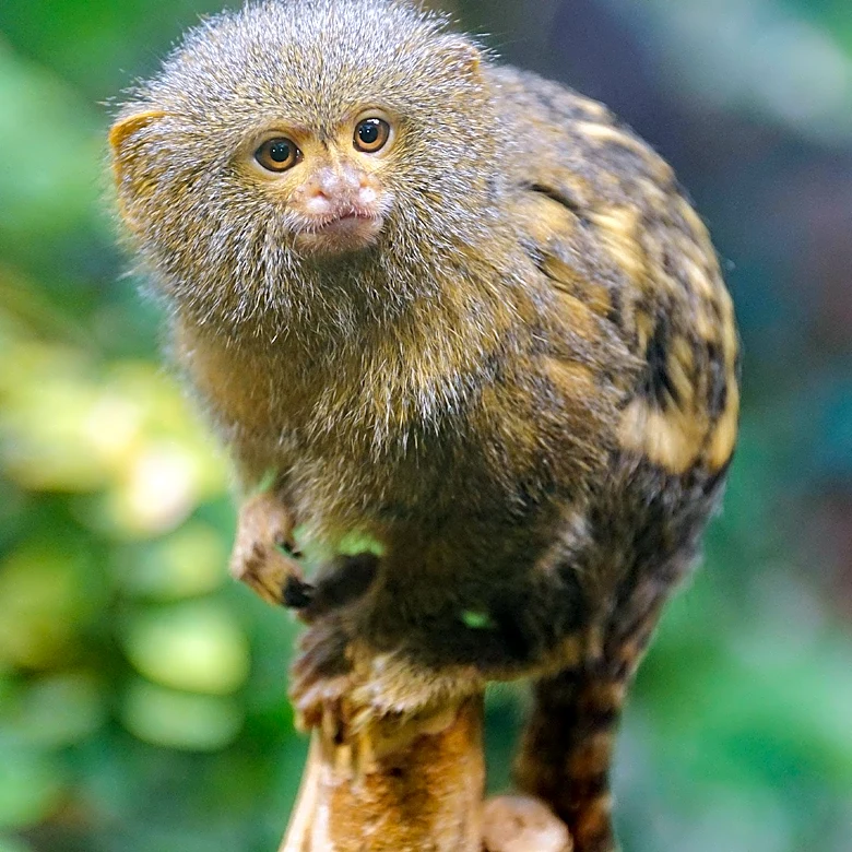 New Cross-Species Brain Map Links Mouse and Marmoset Regions, Aiding Neuroscience Research