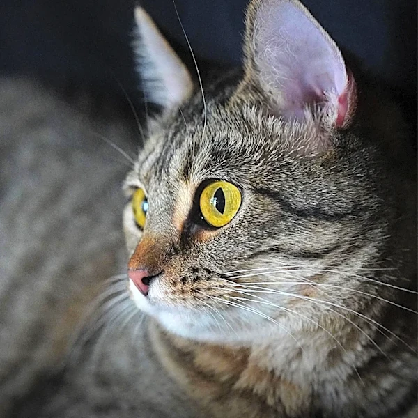 20 Cats Found in Stolen Truck Tracked by AirTag in Tacoma