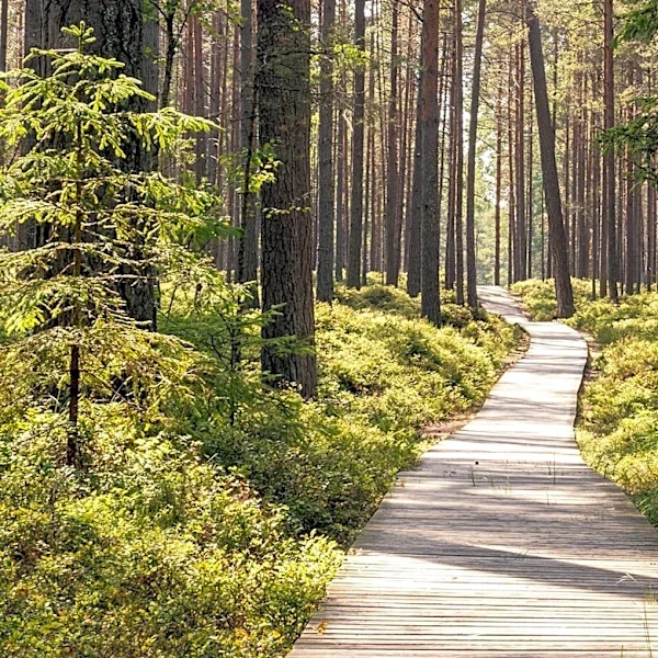 Rochester Mayor Kim Norton Issues Vetoes on Trail Design and Wood Debris Operations