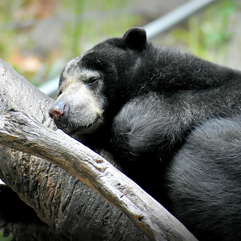 Connecticut Researchers Use Hair Samples to Estimate Bear Population