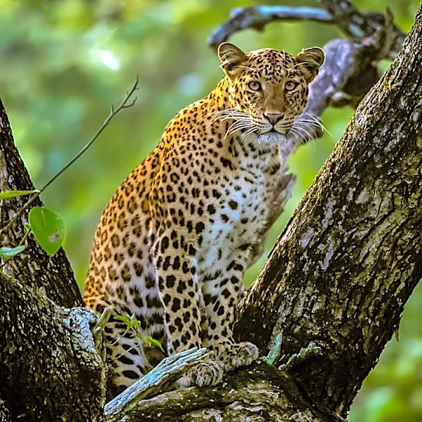 Ex-Delhi Police Constable Arrested for Leopard Poaching in Kuno National Park