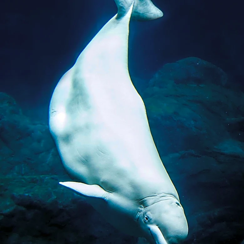 Shedd Aquarium Rescues Four More Beluga Whales from Canada