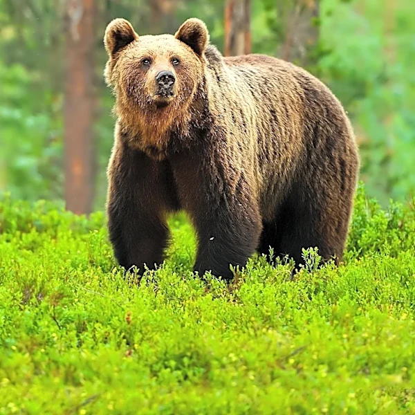 Bear Sightings Increase Across New Mexico, Prompting Safety Warnings
