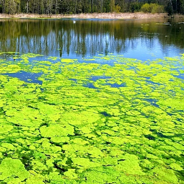 North Dakota Expands Harmful Algal Bloom Advisory to 10 Water Bodies