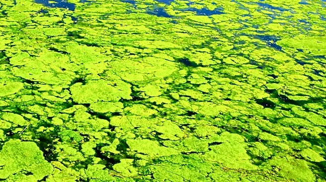 North Dakota Expands Harmful Algal Bloom Advisory to 10 Water Bodies