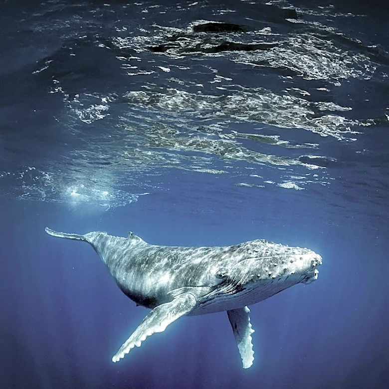 Subsea Cables Enable Silent Whale Detection, Advancing Marine Research