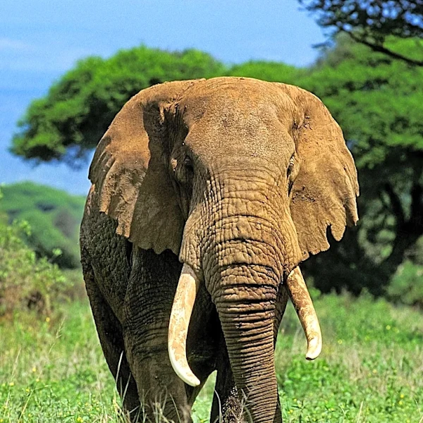 Vietnam Seizes Over a Tonne of Illegally Shipped Ivory from Africa