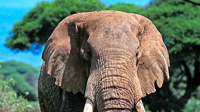 Vietnam Seizes Over a Tonne of Illegally Shipped Ivory from Africa