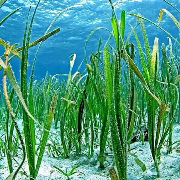 Maine Researchers Tackle Seagrass Decline to Protect Marine Biodiversity