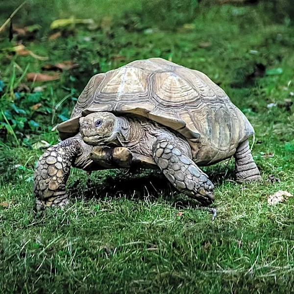 Nashville Family's Missing Tortoise Found Near Nissan Stadium After Two-Week Search
