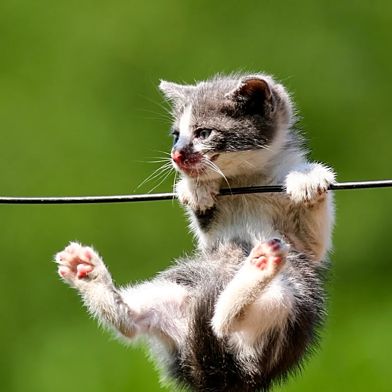 Kitten Thrown from Moving Truck in Sweden, N.Y., Lollypop Farm Seeks Information