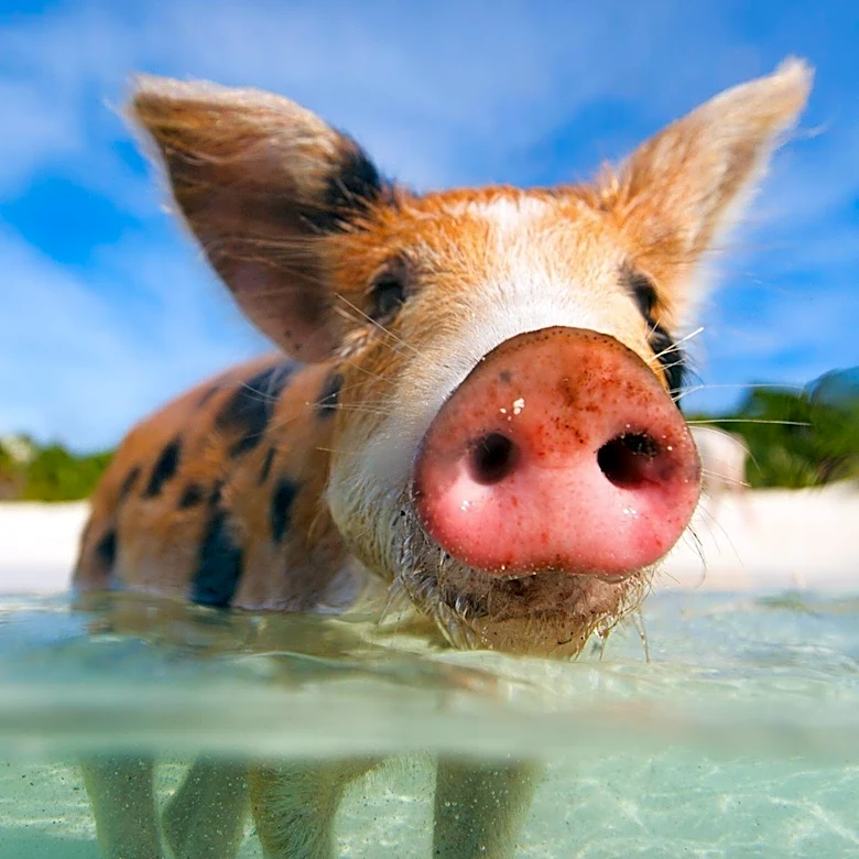 Study on Pigs Suggests New Method to Prevent Decompression Sickness in Divers