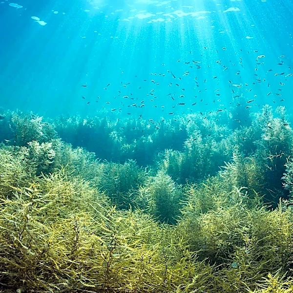 GNATS Project Continues to Monitor Gulf of Maine's Marine Ecosystem