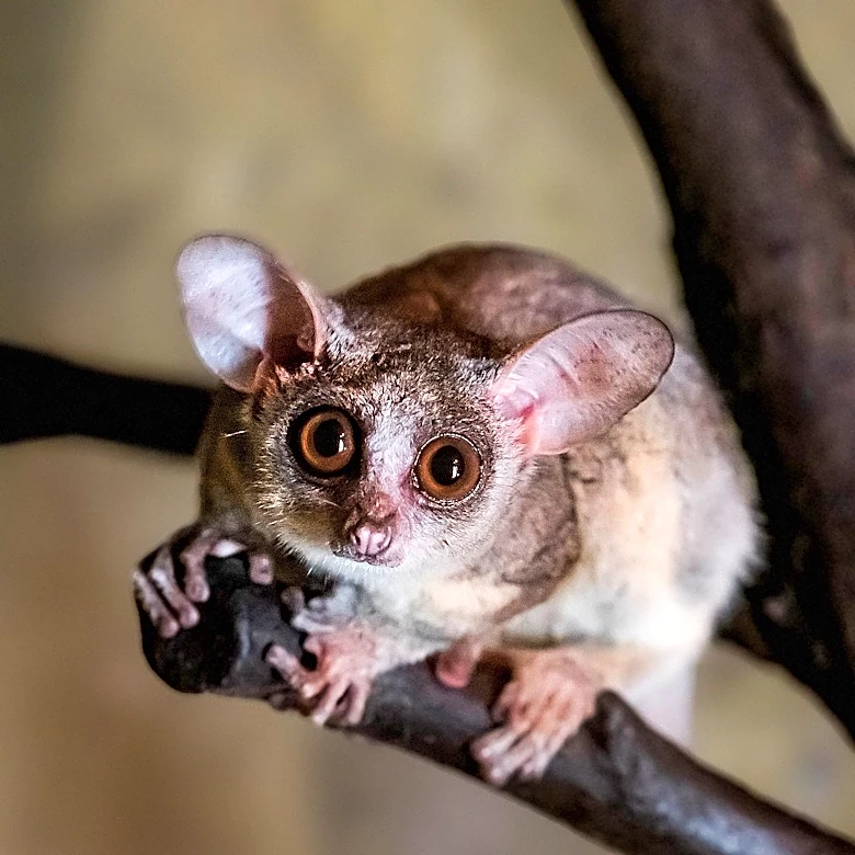 Study on Mice in Artificial Hibernation Challenges Memory Retention Theories