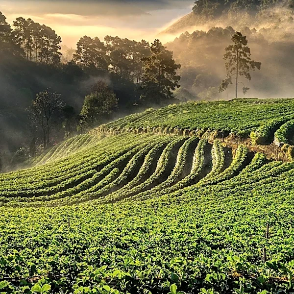 Tennessee Farmer's Legal Battle Over Land for Great Smoky Mountains National Park