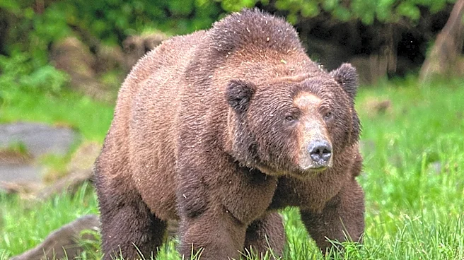 Anchorage Runner Injured in Brown Bear Attack Near Prospect Heights Trailhead