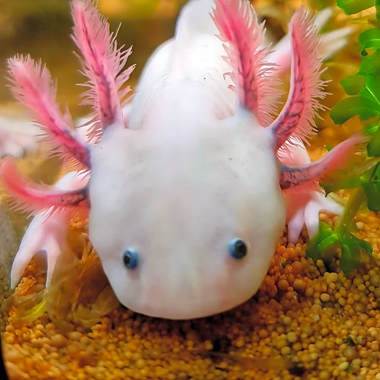 Axolotl's Remarkable Regenerative Abilities Face Extinction Threat in Wild Habitat, Impacting U.S. Medical Research