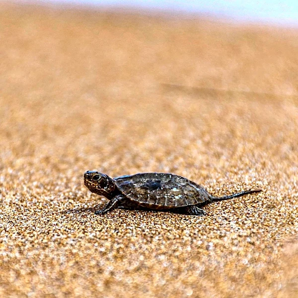 Rhossi, Endangered Kemp’s Ridley Sea Turtle, Continues Recovery at Houston Zoo After Transatlantic Journey