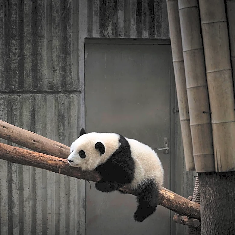 Tokyo's Ueno Zoo to Demolish Aging Panda Enclosure