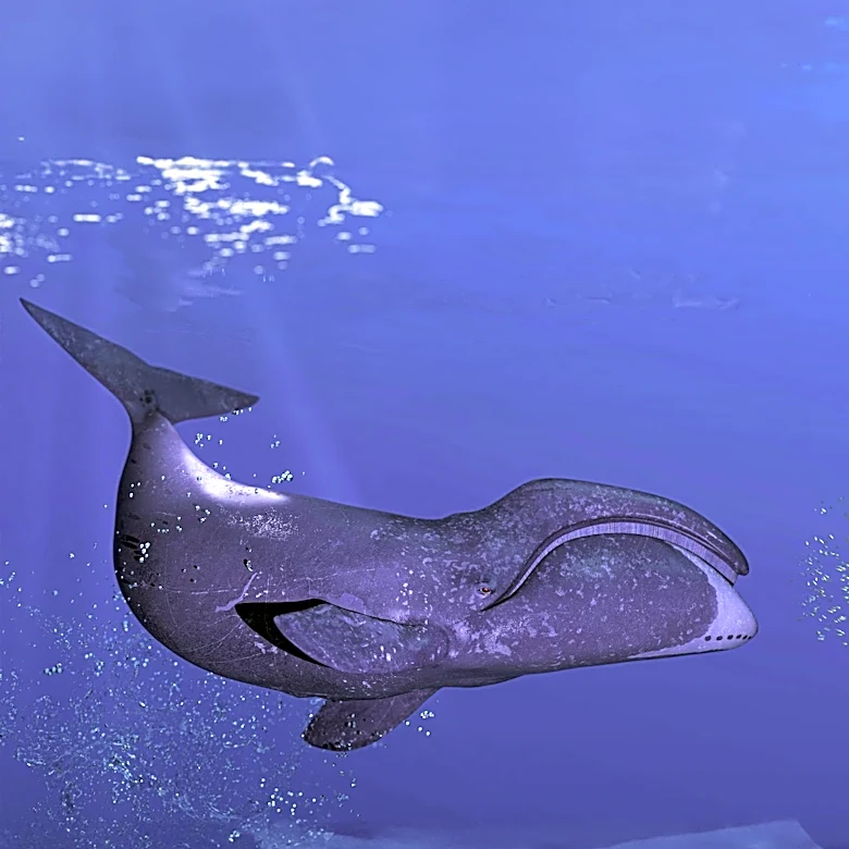 Bowhead Whales Exhibit Exceptional Longevity, Evidenced by 19th-Century Harpoon Fragments