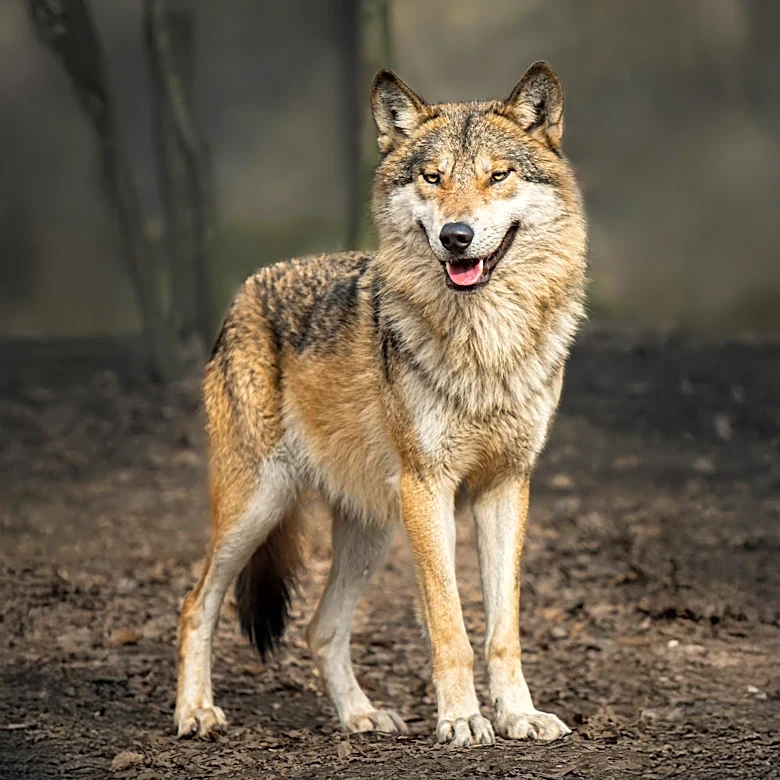 Wild Wolf Demonstrates Unprecedented Problem-Solving by Hauling and Opening Crab Trap in British Columbia