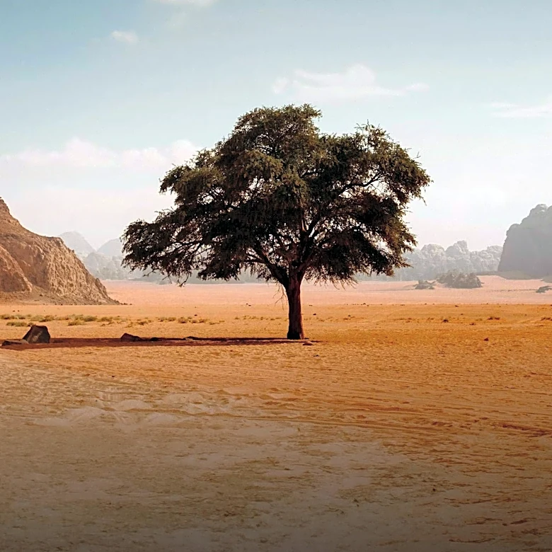 Saudi Arabia Highlights COP16 Achievements and Ongoing Global Support for Land Degradation Efforts