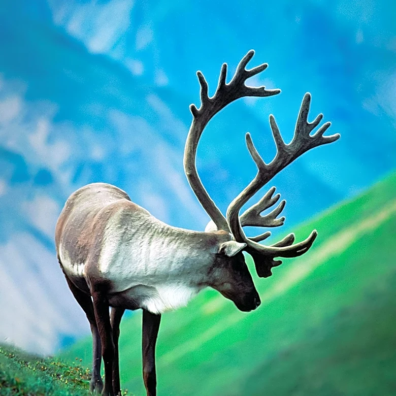 U.S. Military's 1958 Caribou Introduction on Alaskan Island Leads to Significant Environmental Challenges
