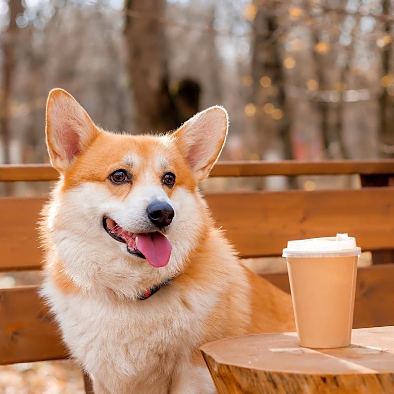 Arizona's First Dog Café, Stray Café, Opens in Phoenix to Facilitate Adoptions