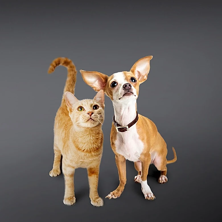 Humane Society of Catawba County Announces Dog and Cat Adoption Fee Structure