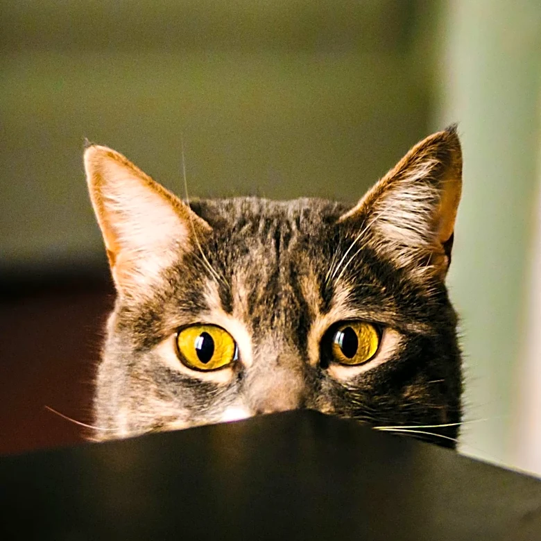 Australian Study Links Cat Ownership to Increased Risk of Schizophrenia-Related Disorders
