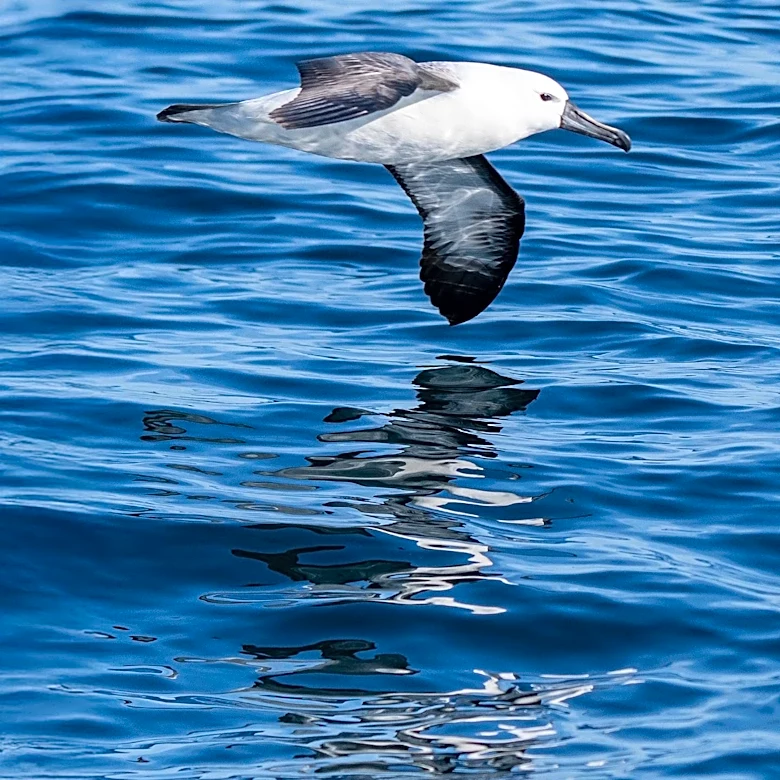 New Research Links Plastic Ingestion to Seabird Population Decline and Neurological Damage