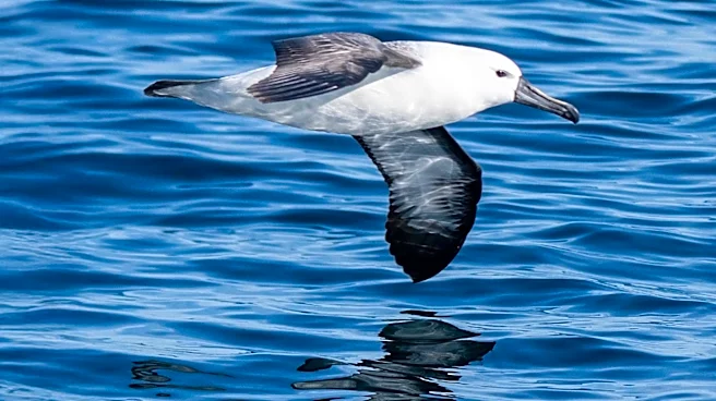 New Research Links Plastic Ingestion to Seabird Population Decline and Neurological Damage