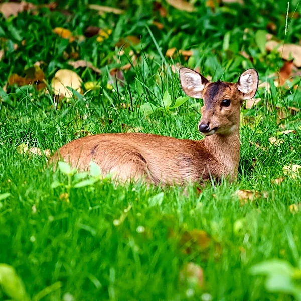 Wisconsin DNR Reports Dozens of Deer Deaths Due to Epizootic Hemorrhagic Disease Outbreak