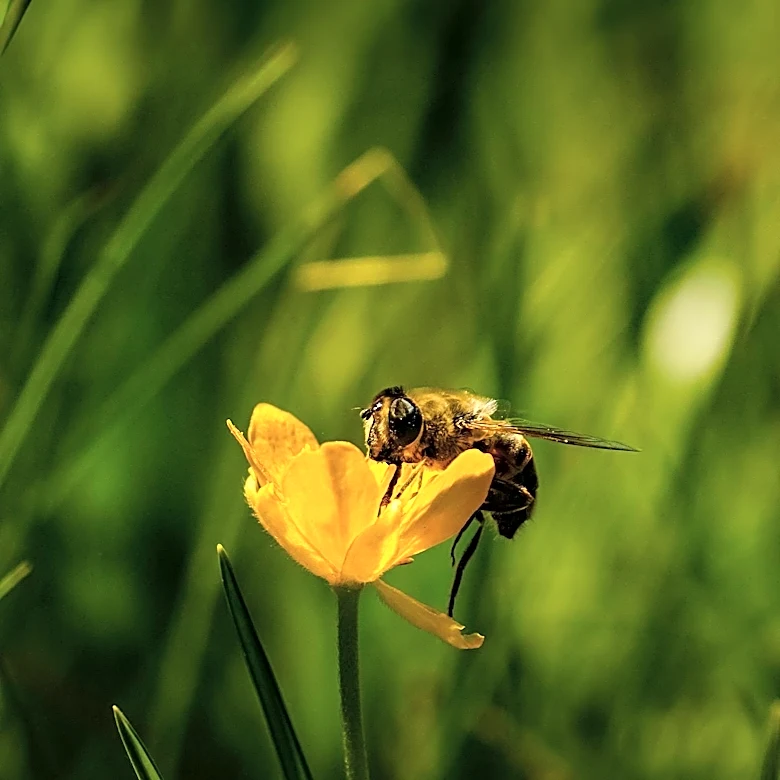 University of Georgia Study Reveals Centipedegrass as Crucial Bee Food Source