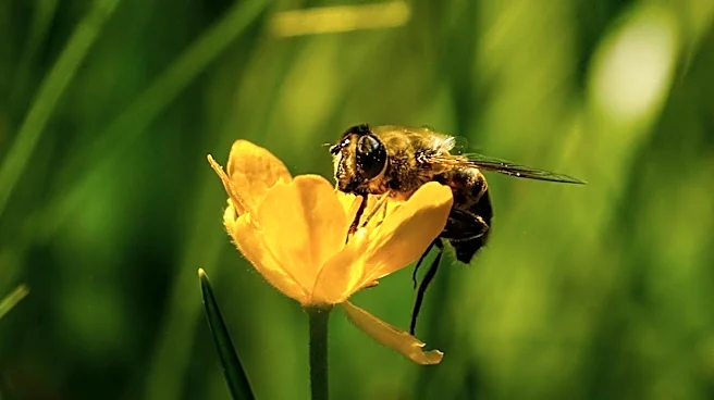 University of Georgia Study Reveals Centipedegrass as Crucial Bee Food Source