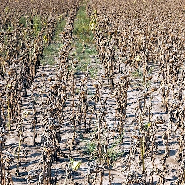 Representative Fedorchak Secures Drought Flexibility for North Dakota Farmers from USDA
