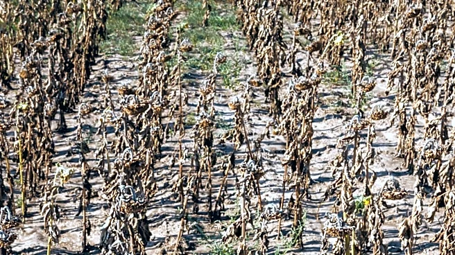 Representative Fedorchak Secures Drought Flexibility for North Dakota Farmers from USDA