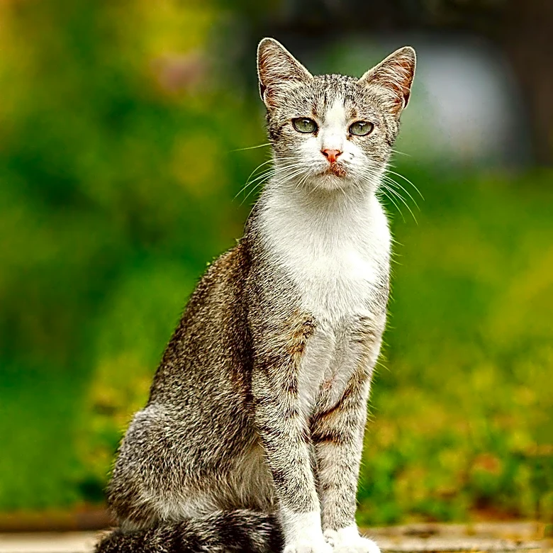 Deadly Feline Disease Spreading Rapidly Across South Florida Cat Communities