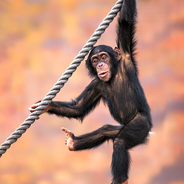 New Research Suggests Last Common Ancestor of Humans and Chimpanzees Was a Vertical Climber