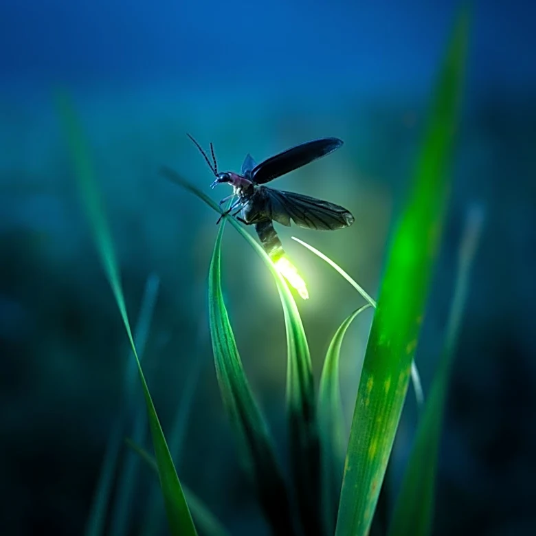 Ancient Firefly Relative Discovered with Unprecedented Antennal Structure in Amber Fossil